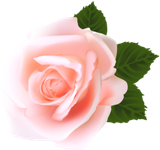 Rose_PNG_Clip_Art (160x150, 35Kb)