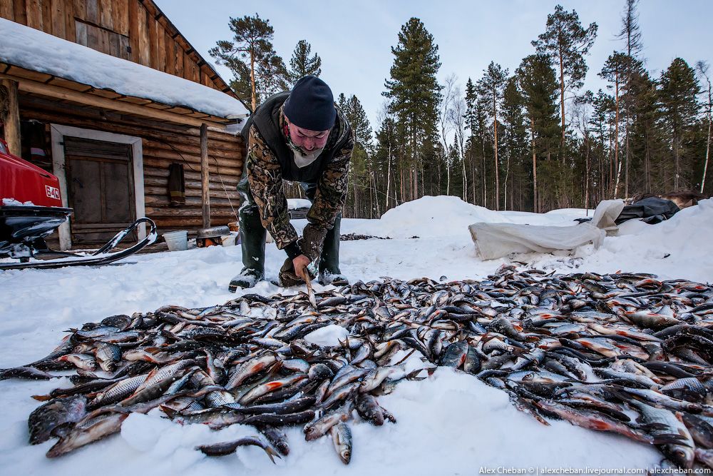Промысел крайнего севера. Рыбалка на севере. Рыболовство в Сибири. Рыболовство в тайге. Промысел в тайге.